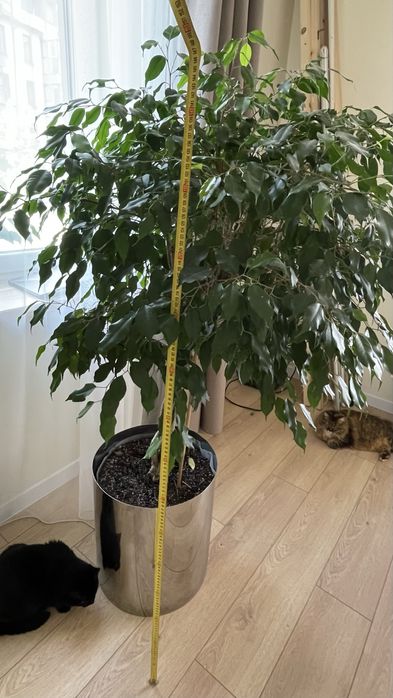 Фікус бенжаміна (стовбур косичка) з кашпо з хромованим кашпо