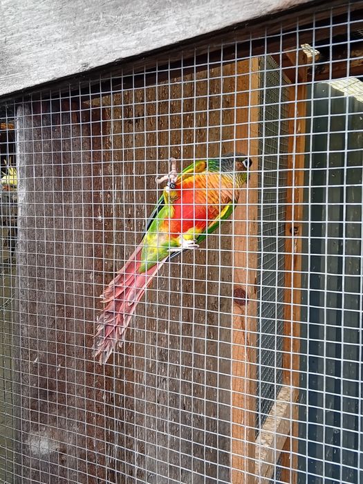 Pyuhurra  de boa saúde