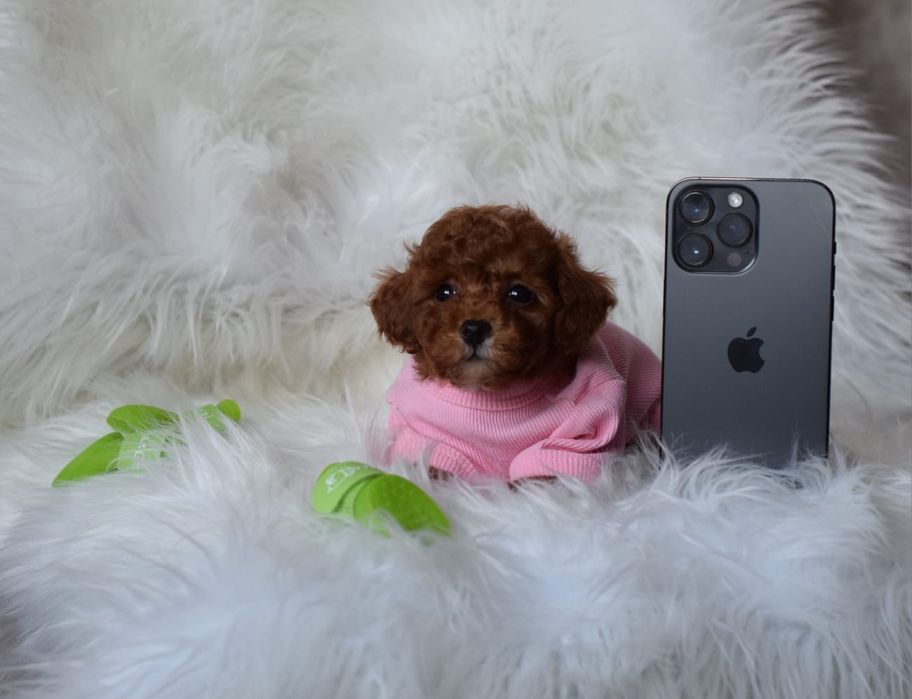 Vip Мальтипу Малишка девочки. Красоточки мальтіпу мікро, міні