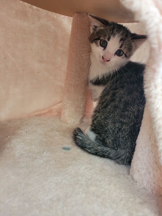 Котик, кошеня, кіт