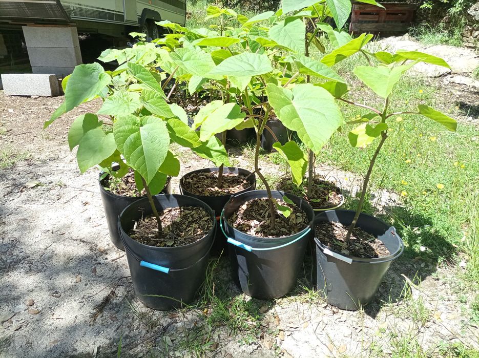 Paulownia elongata hybrids and other plants