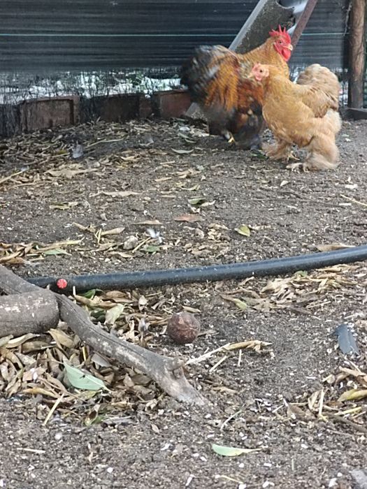 Casal de Pekin Perdiz