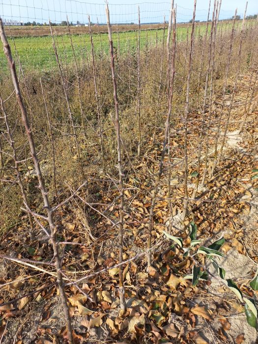 Drzewka owocowe - jabłonie