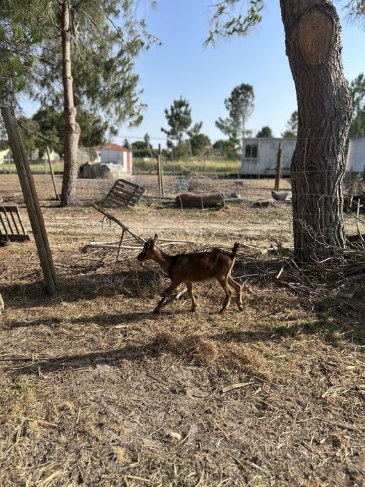Cabras Bravias.