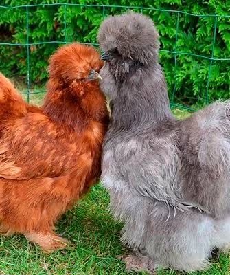 Красноград! Кури несушки! Безкоштовна доставка!