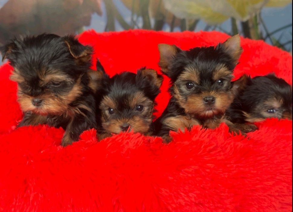 Супер розкішні йорікі