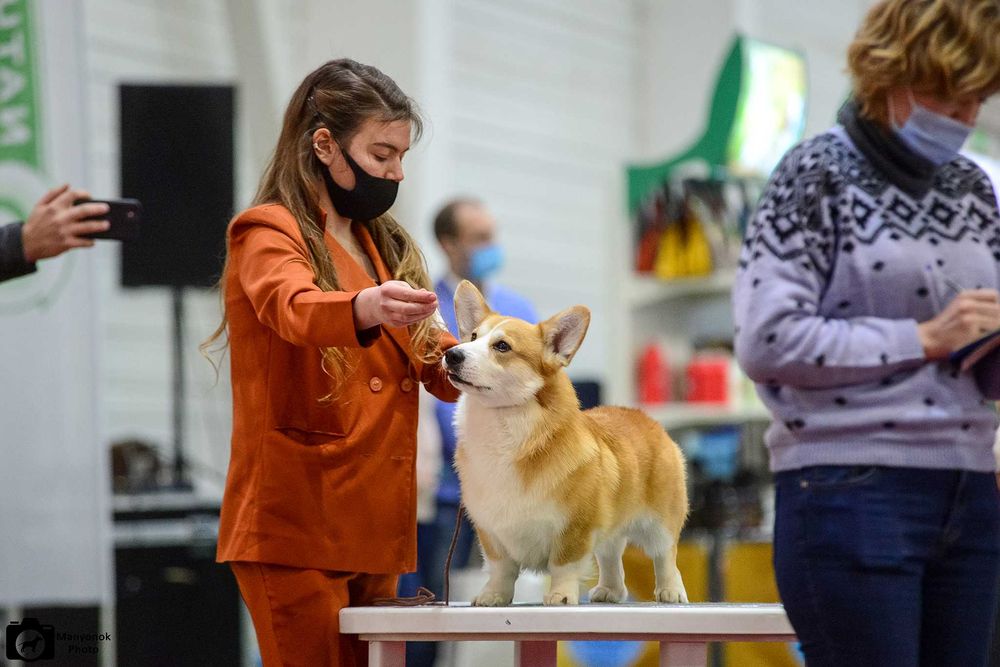 Кобель вельш корги пемброк, тестирован . Закрыл интерчемпиона.