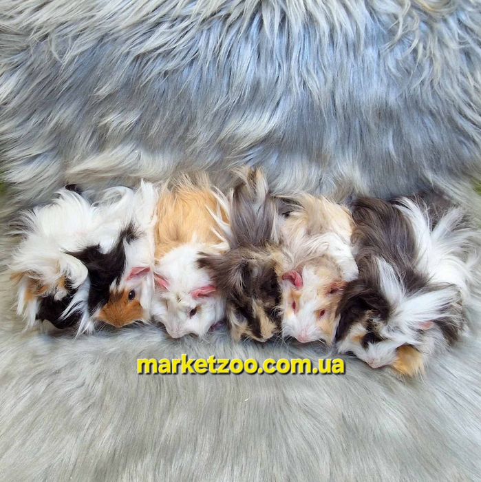 Морская свинка,морська свинка ангорська,ангорская