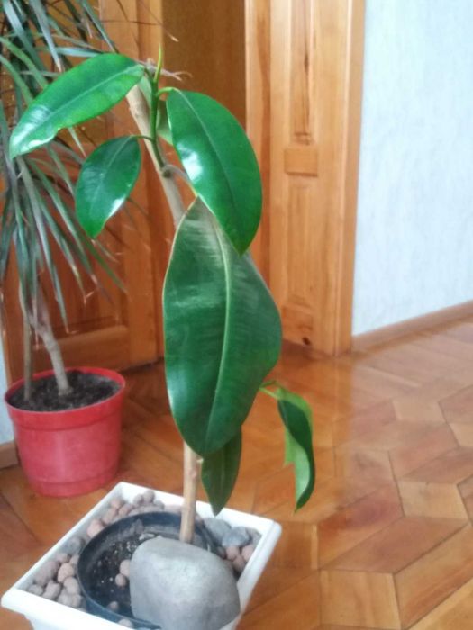 Фікус каучуконосний