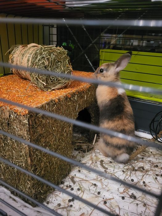 Krolik miniaturka samiec