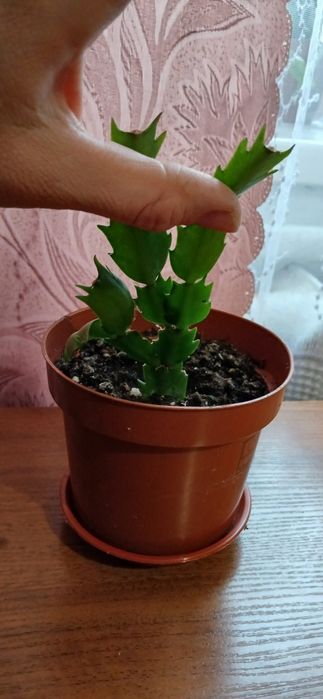 Пропоную пеперомії, шлюмбергери