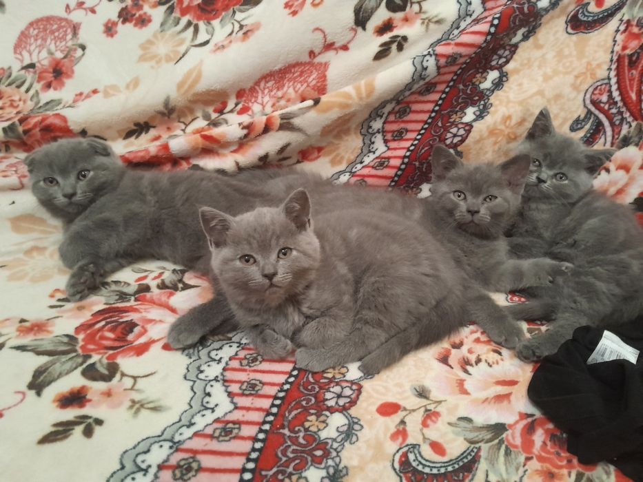 Продаються британськи кошенята