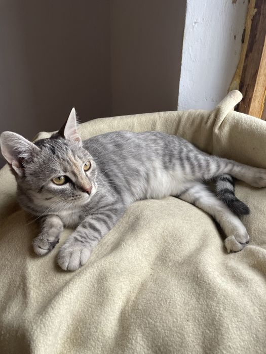 Котенок девочка ищет дом