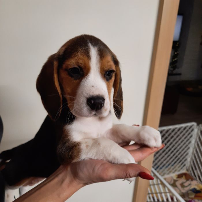 Beagle śliczny szczeniak