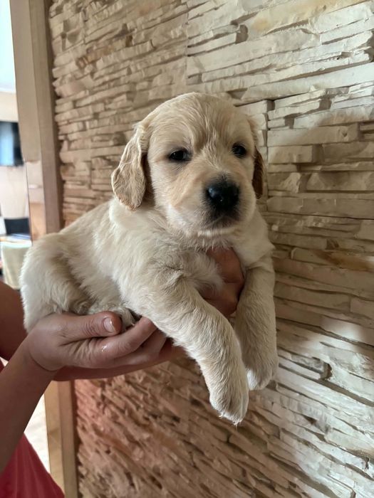 Suczka Golden Retriever