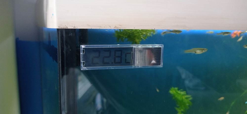 Termometr do akwarium