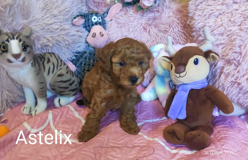 Pudel miniatura/toy do pokochania Astelix z badaniami genetycznymi