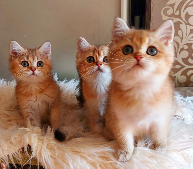 Британська золота шиншила