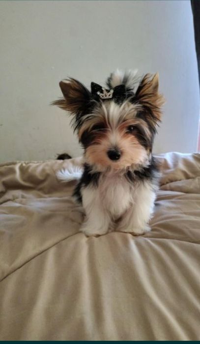 ENZO piękny piesek Yorkshire terrier