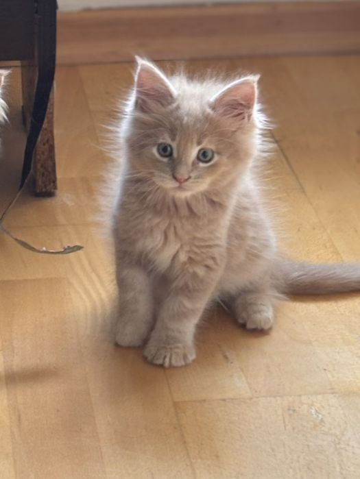 Очаровательные котята