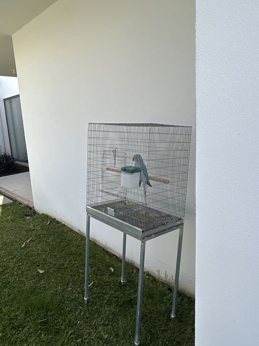 Passaro Ring Neck azul