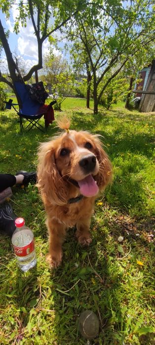 В'ЯЗКА Англійський кокер-спанієль