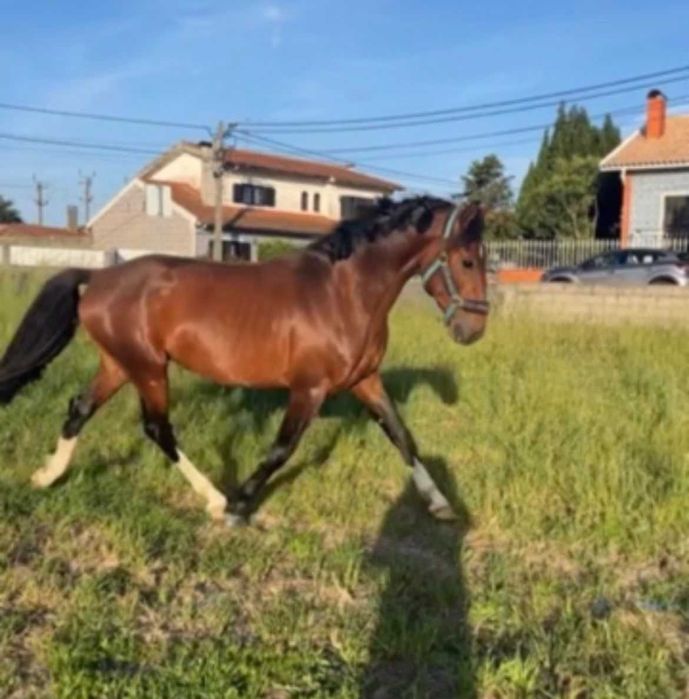 Poldro Lusitano X Hannoveriano