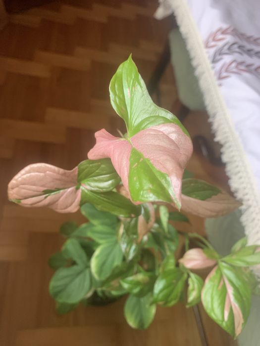 Sygnonium  red - spot - ciety szczyt !