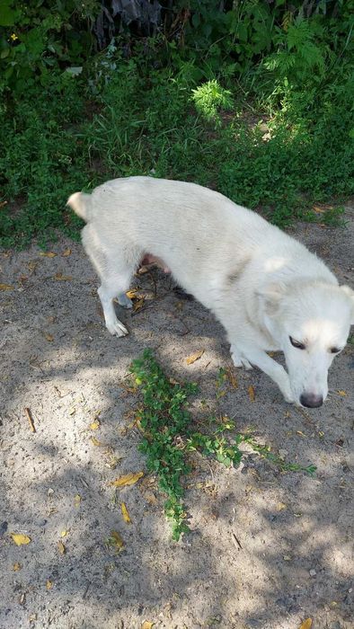 Предлогаем щенков,бесплатно