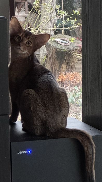 Kociak abisyński, kotek