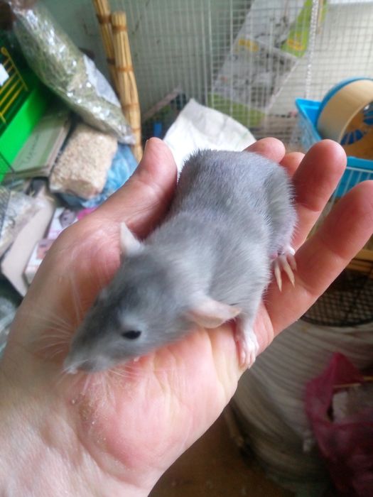 Щурики, крисята дамбо ексклюзивного блакитного окрасу