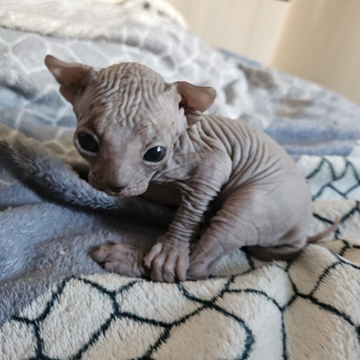 Кошеня Канадського сфінкса