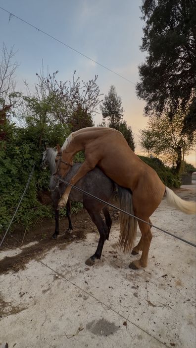 Cobricoes de cavalo palomino