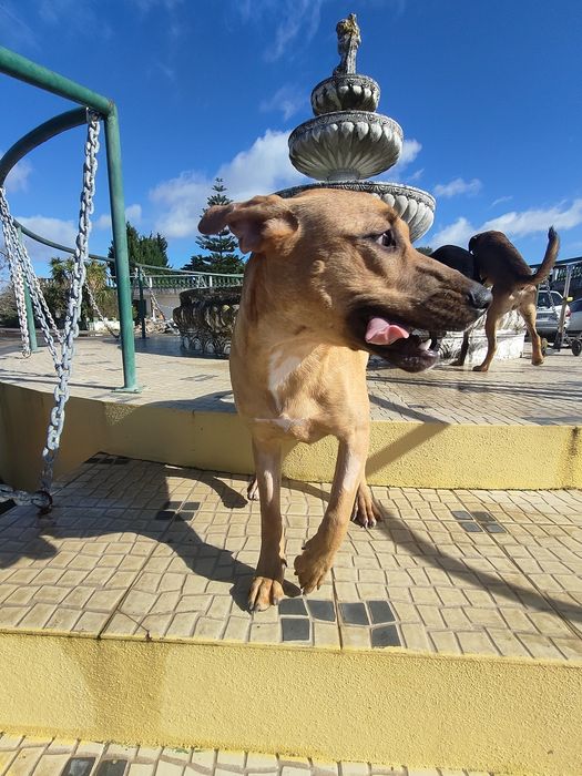Adoção de cadelinha de porte médio