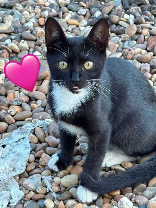 Gatinhos bebés para adoção responsável