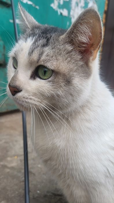 Уехали, а кошку выбросили в мусорные баки