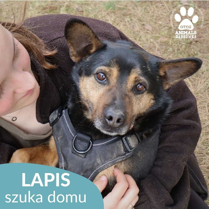 Lapis szuka domu!