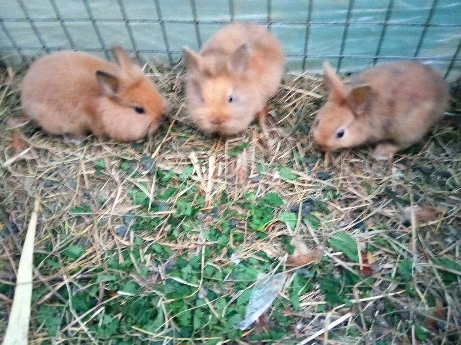Młode silki. Tegoroczne
