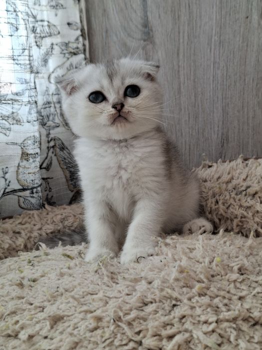Femea scottish fold