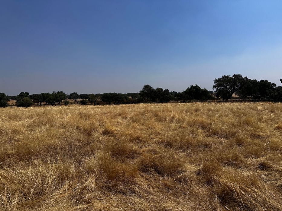 Terrenos Rústicos Zebreira com oliveiras e sobreiros