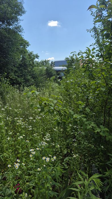 Продається дачна ділянка Львівські другі дачі
