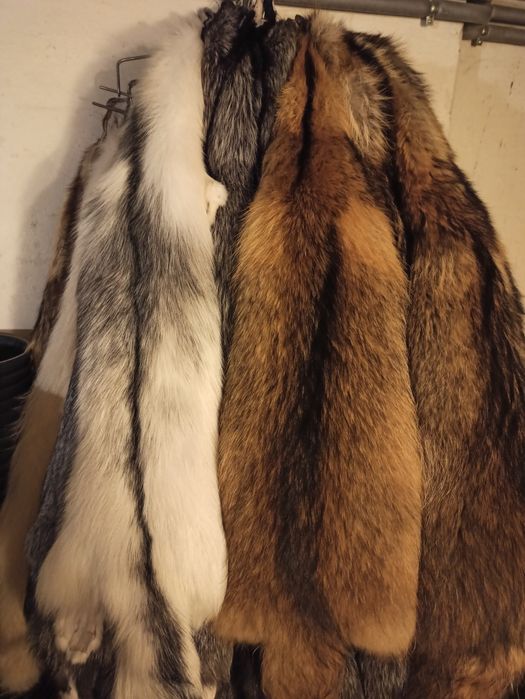 Skóry z jenota! Jenot!