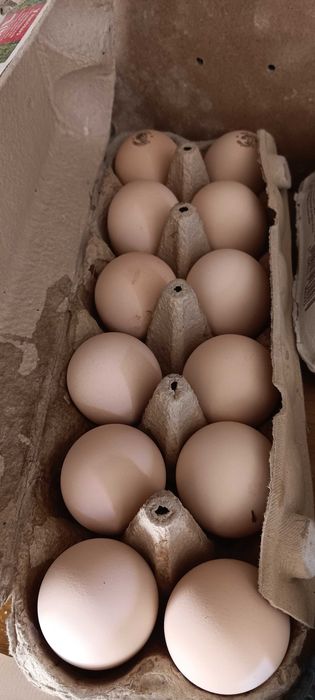 Ovos galados para incubação