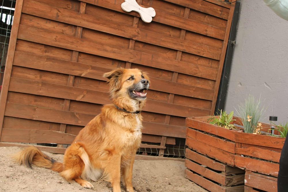 Supeł szuka kochającego domu!