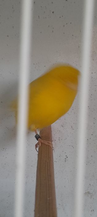 Casais de canario gloster