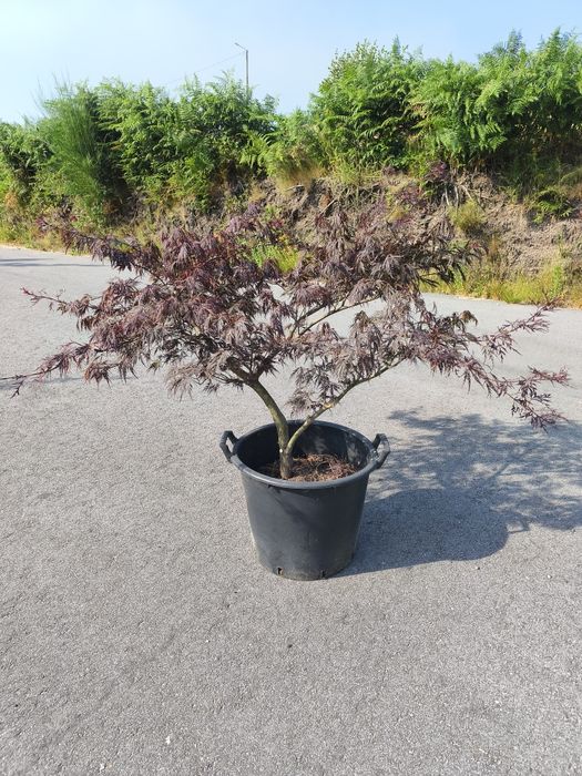 Acer Palmatum Dissectum (Vaso 30 Litros)