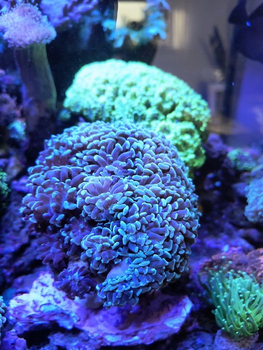 Rhodactis, sinularia,  euphylia, lobopython, capnella, zoanthus