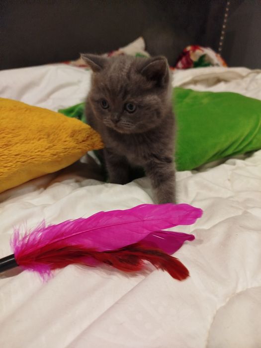 Kot brytyjski krótkowłosy