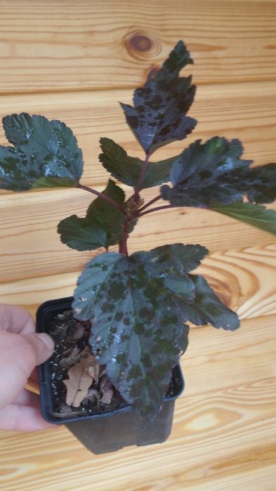 Пухироплідник Diabolo