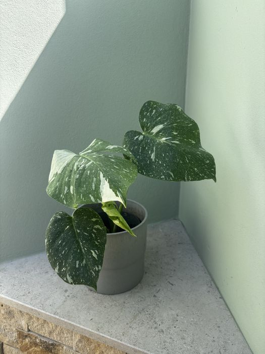 Monstera Thai Constellation